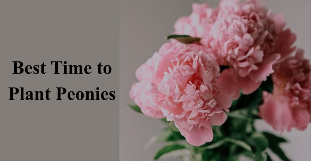 Best Time to Plant Peonies