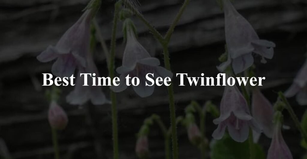 Best Time to See Twinflower