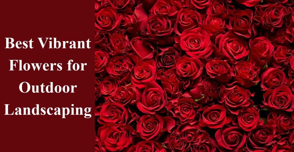 Best Vibrant Flowers for Outdoor Landscaping