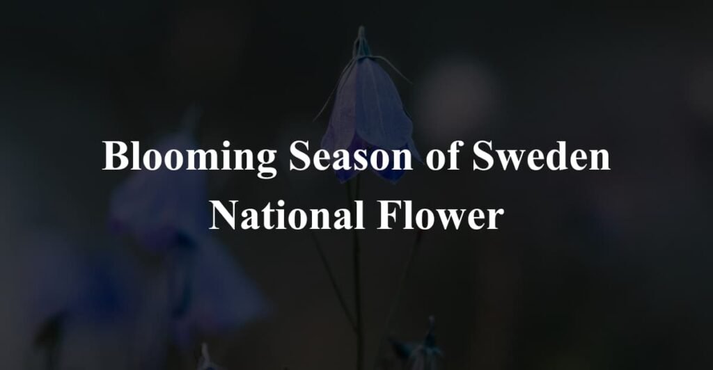 Blooming Season of Sweden National Flower