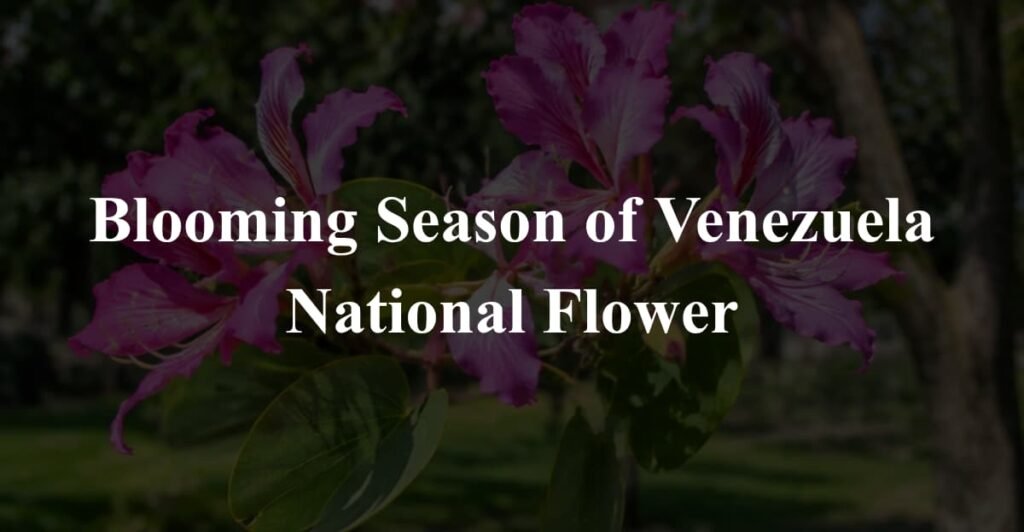 Blooming Season of Venezuela National Flower