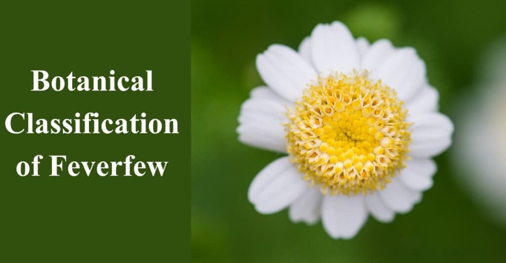 Botanical Classification of Feverfew