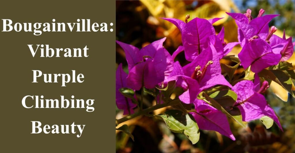 Bougainvillea: Vibrant Purple Climbing Beauty