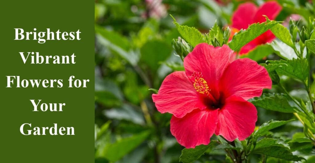 Brightest Vibrant Flowers for Your Garden