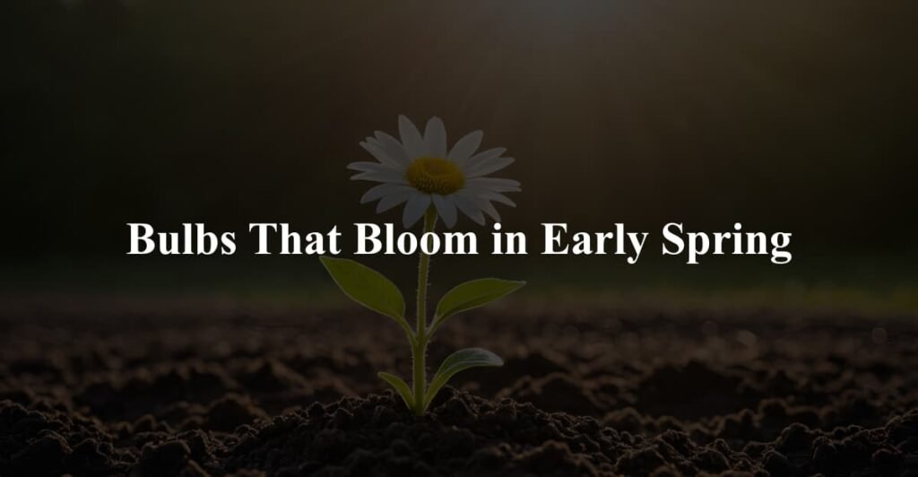 Bulbs That Bloom in Early Spring