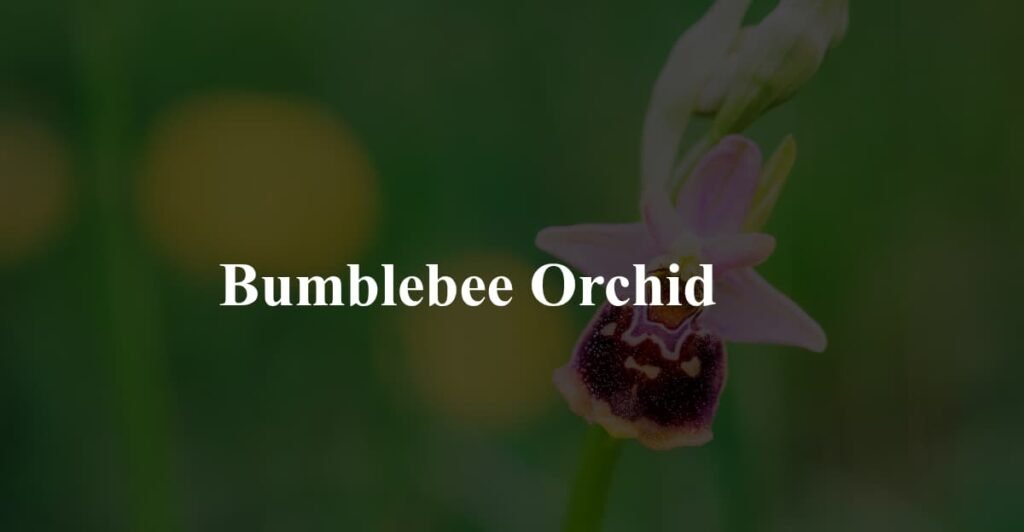 Bumblebee Orchid
