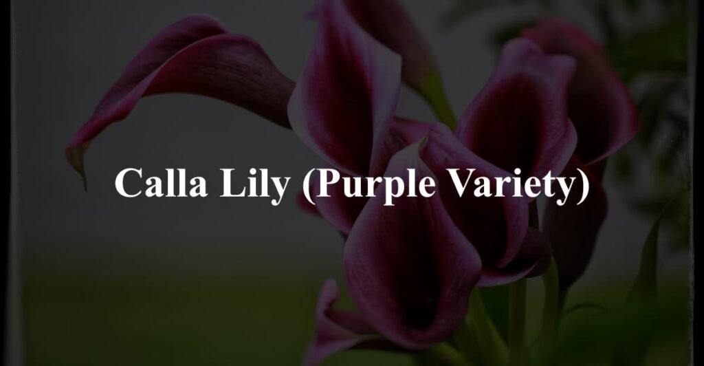 Calla Lily (Purple Variety)