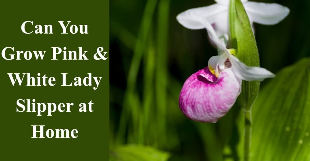 Can You Grow Pink & White Lady Slipper at Home