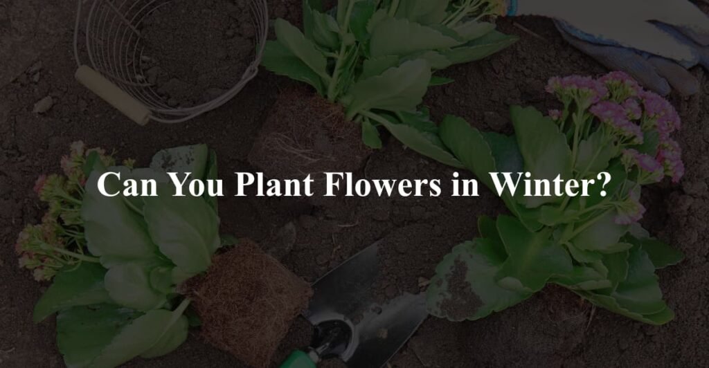 Can You Plant Flowers in Winter?