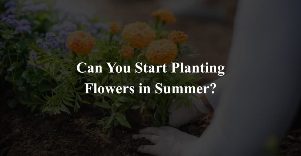 Can You Start Planting Flowers in Summer?