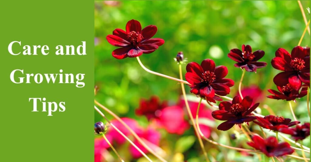Care and Growing Tips