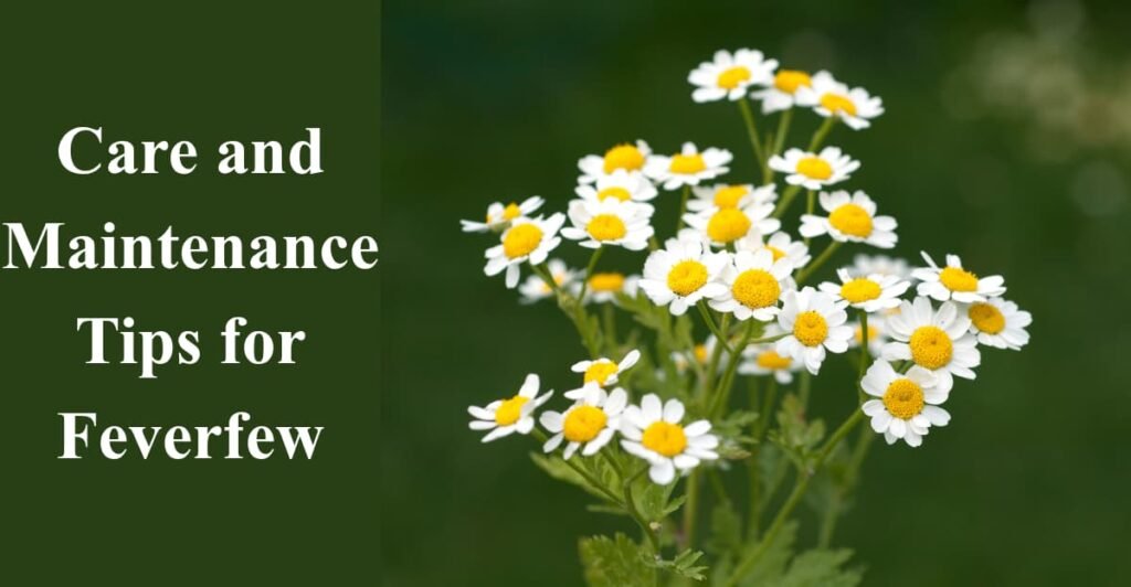 Care and Maintenance Tips for Feverfew