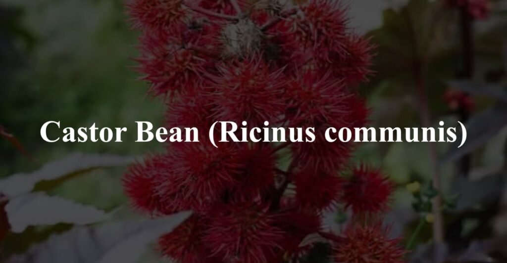 Castor Bean (Ricinus communis)