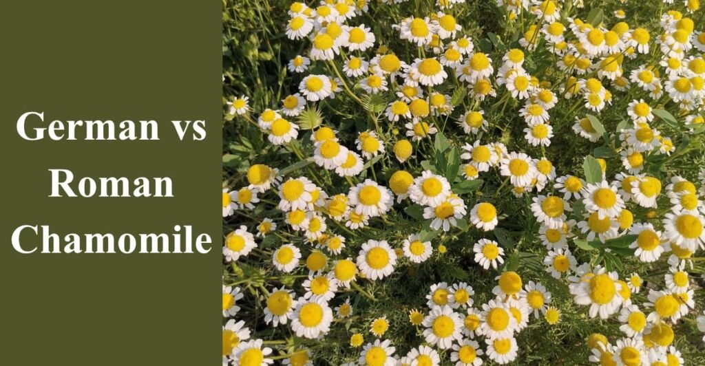 German vs Roman Chamomile