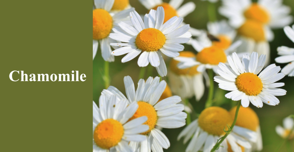 Chamomile