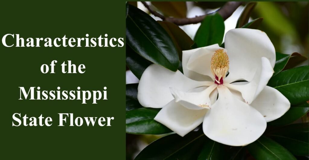 Characteristics of the Mississippi State Flower