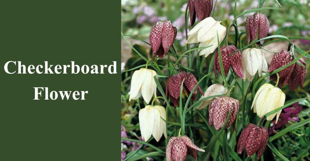 Checkerboard Flower