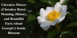 Cherokee Flower (Cherokee Rose): Meaning, History, and Beautiful Facts About Georgia’s Iconic Blossom
