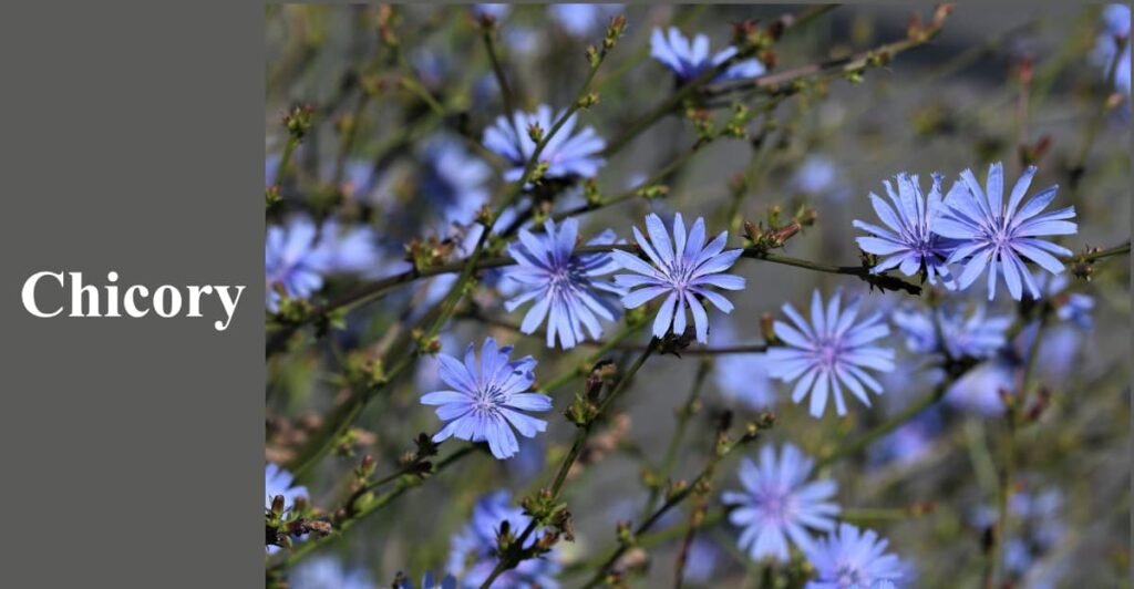 Chicory