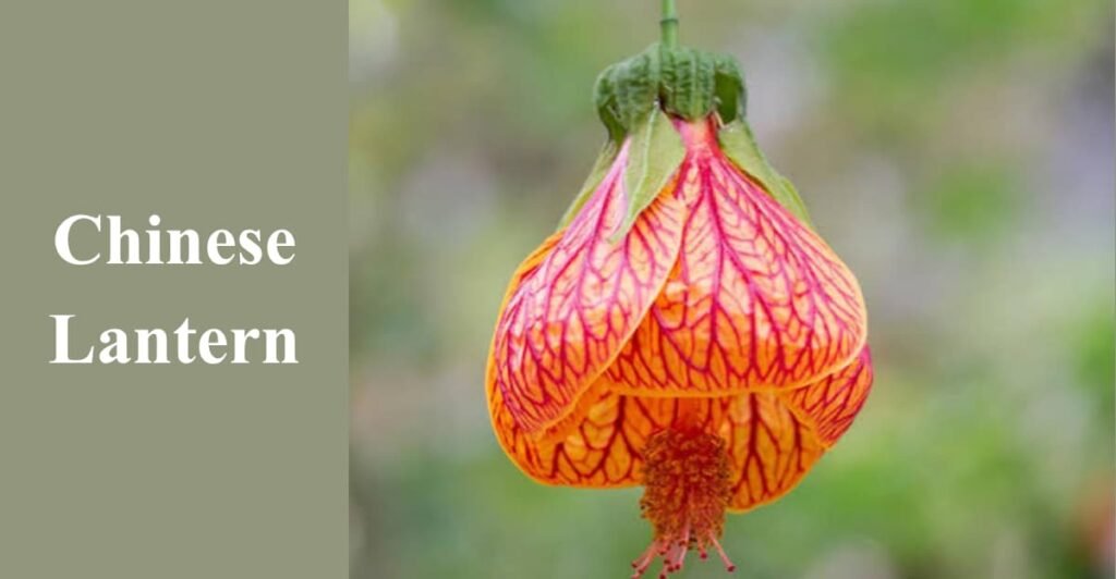 Chinese Lantern