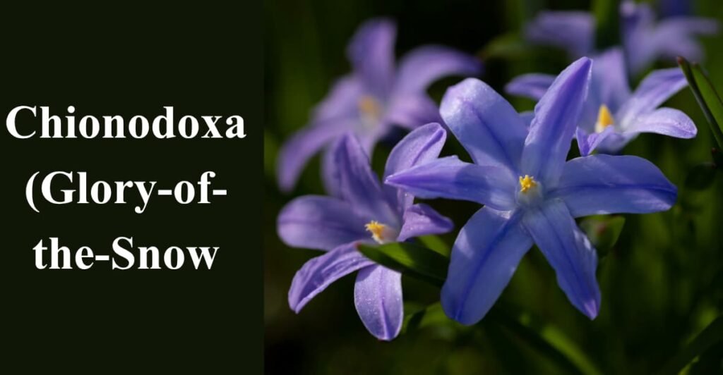 Chionodoxa (Glory-of-the-Snow