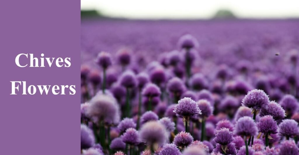 Chives Flowers