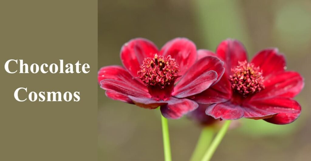 Chocolate Cosmos