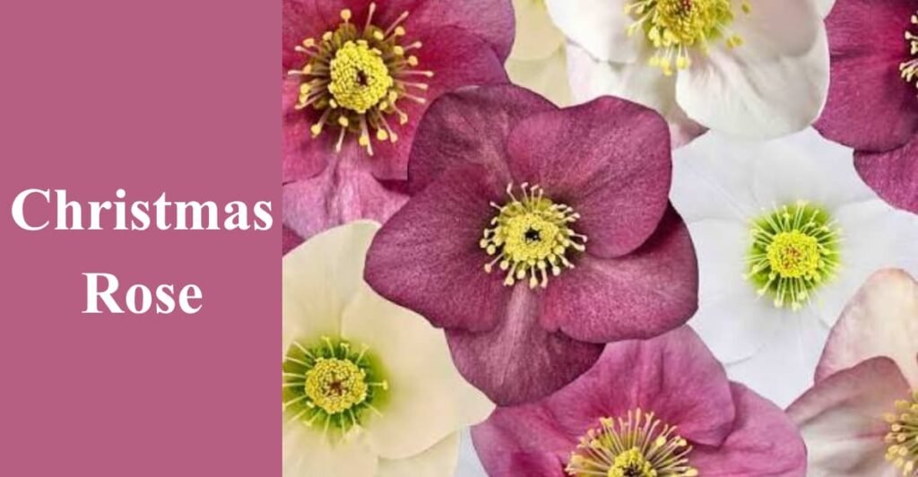 Christmas Rose