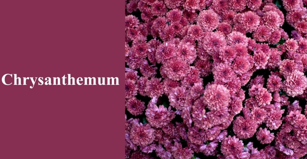 Chrysanthemum
