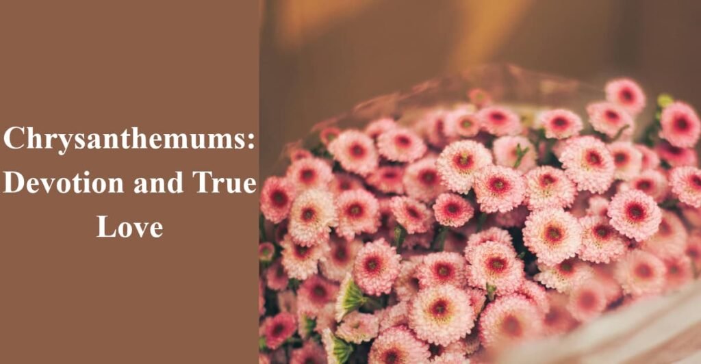 Chrysanthemums: Devotion and True Love