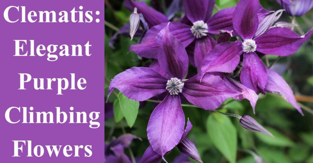 Clematis: Elegant Purple Climbing Flowers