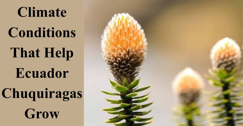 Climate Conditions That Help Ecuador Chuquiragas Grow