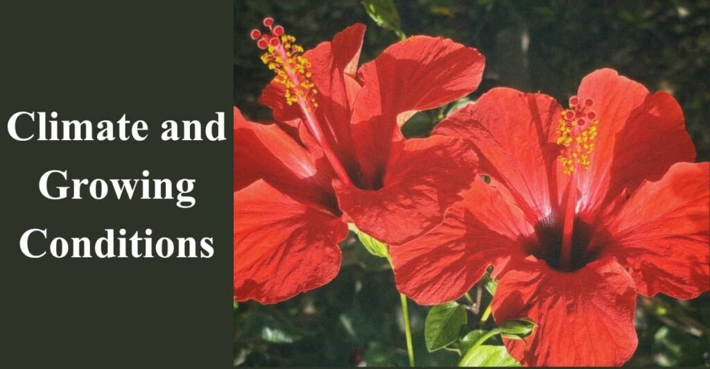 Climate and Growing Conditions