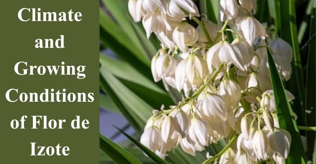 Climate and Growing Conditions of Flor de Izote