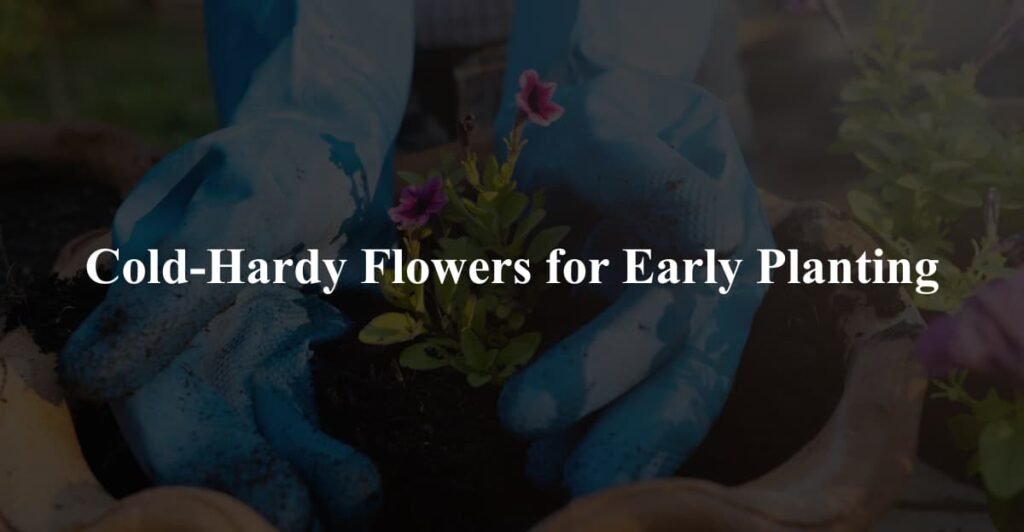 Cold-Hardy Flowers for Early Planting