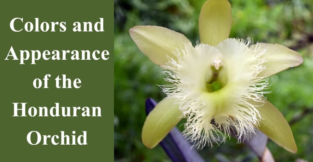Colors and Appearance of the Honduran Orchid
