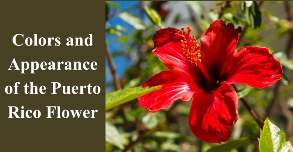 Colors and Appearance of the Puerto Rico Flower