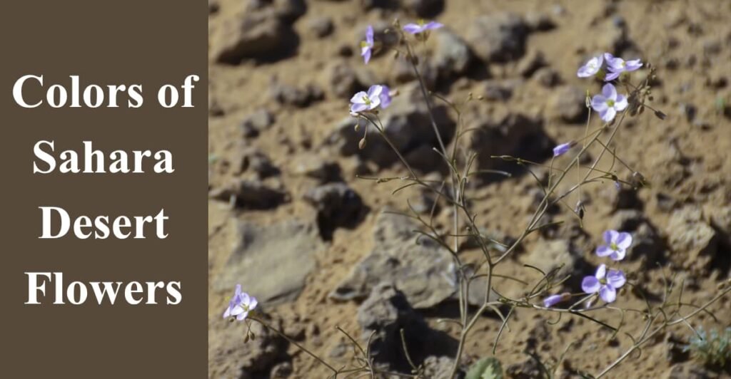 Colors of Sahara Desert Flowers
