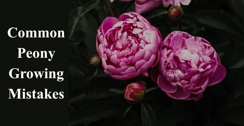 Common Peony Growing Mistakes