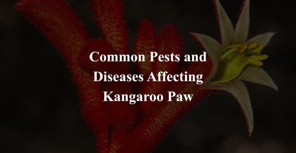 Common Pests and Diseases Affecting Kangaroo Paw