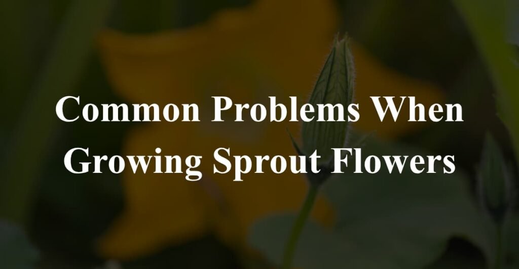 Common Problems When Growing Sprout Flowers