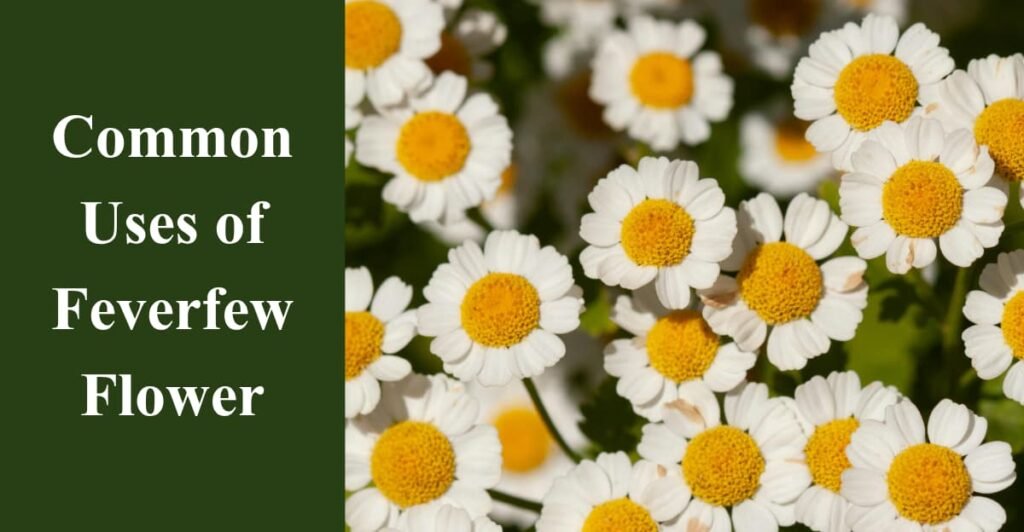Common Uses of Feverfew Flower