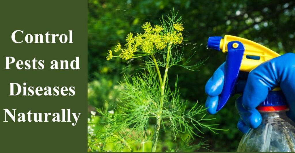 Control Pests and Diseases Naturally