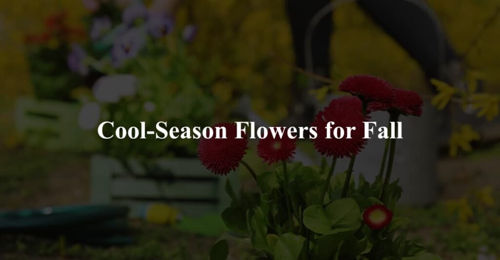 Cool-Season Flowers for Fall