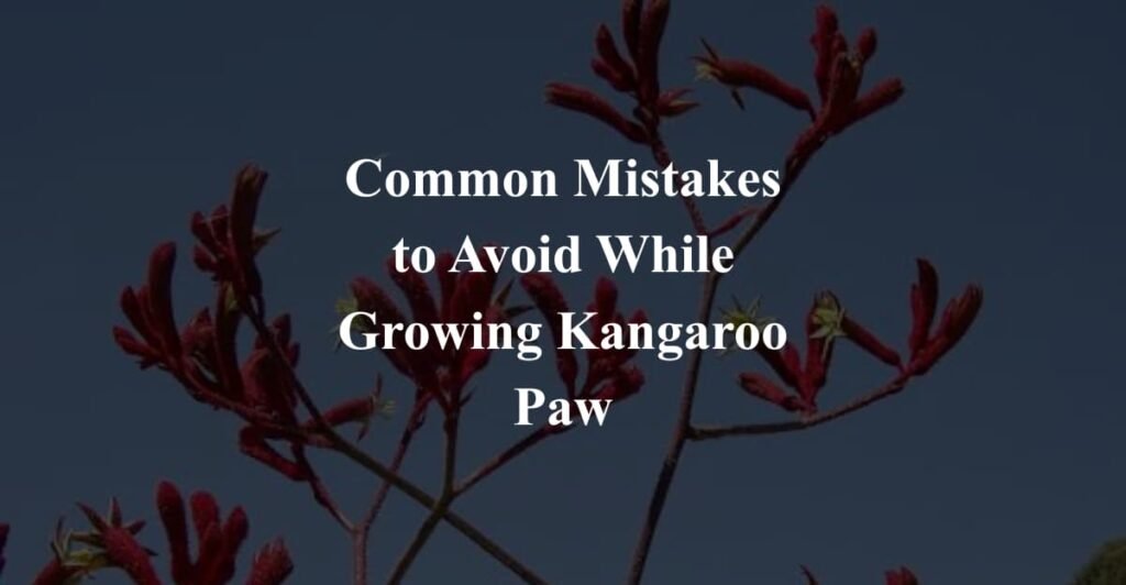 Common Mistakes to Avoid While Growing Kangaroo Paw