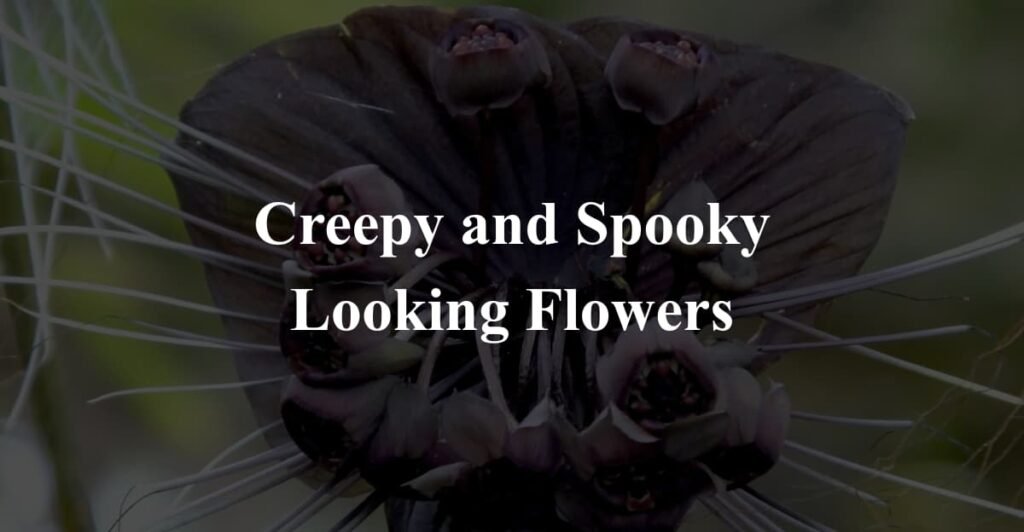 Creepy and Spooky Looking Flowers