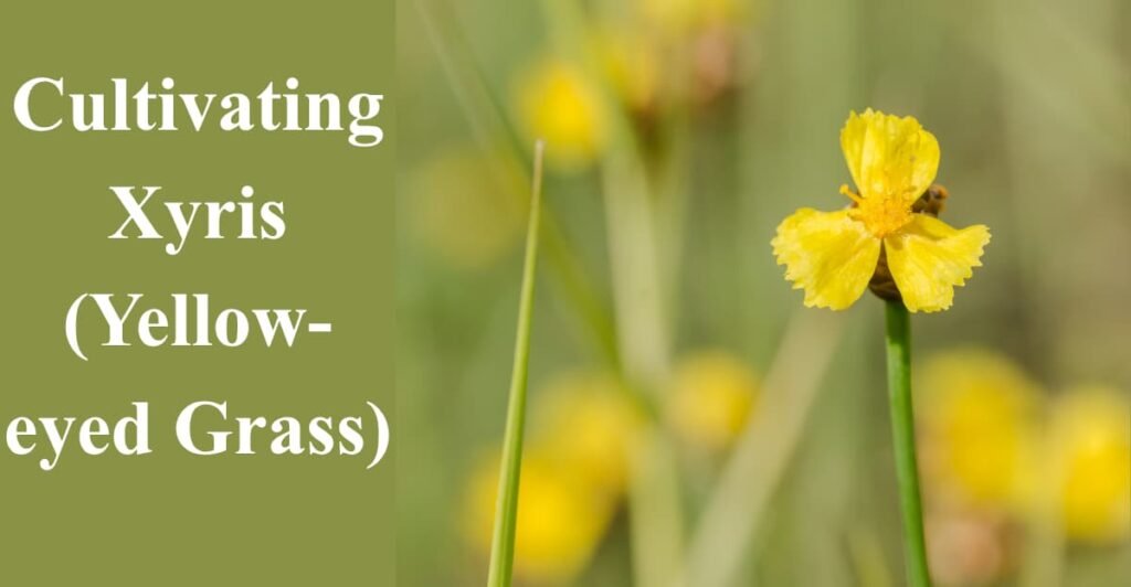 Cultivating Xyris (Yellow-eyed Grass)