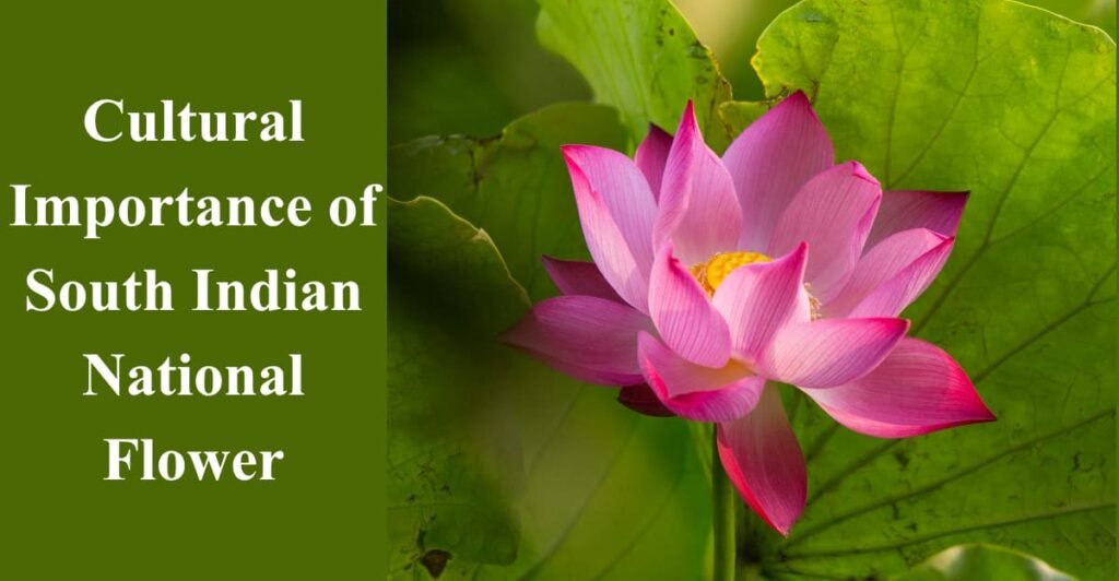 Cultural Importance of South Indian National Flower