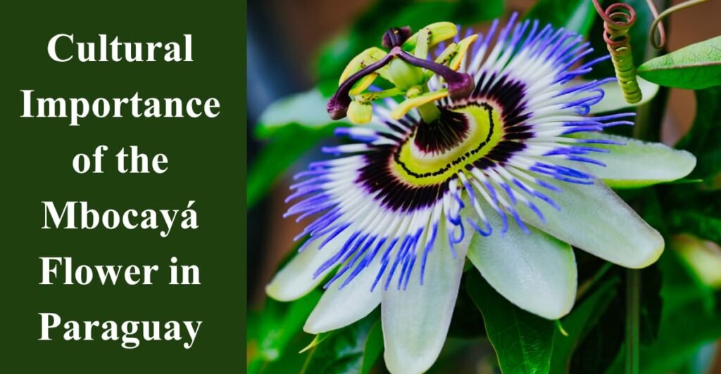 Cultural Importance of the Mbocayá Flower in Paraguay