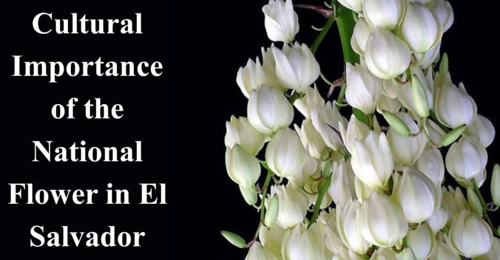 Cultural Importance of the National Flower in El Salvador